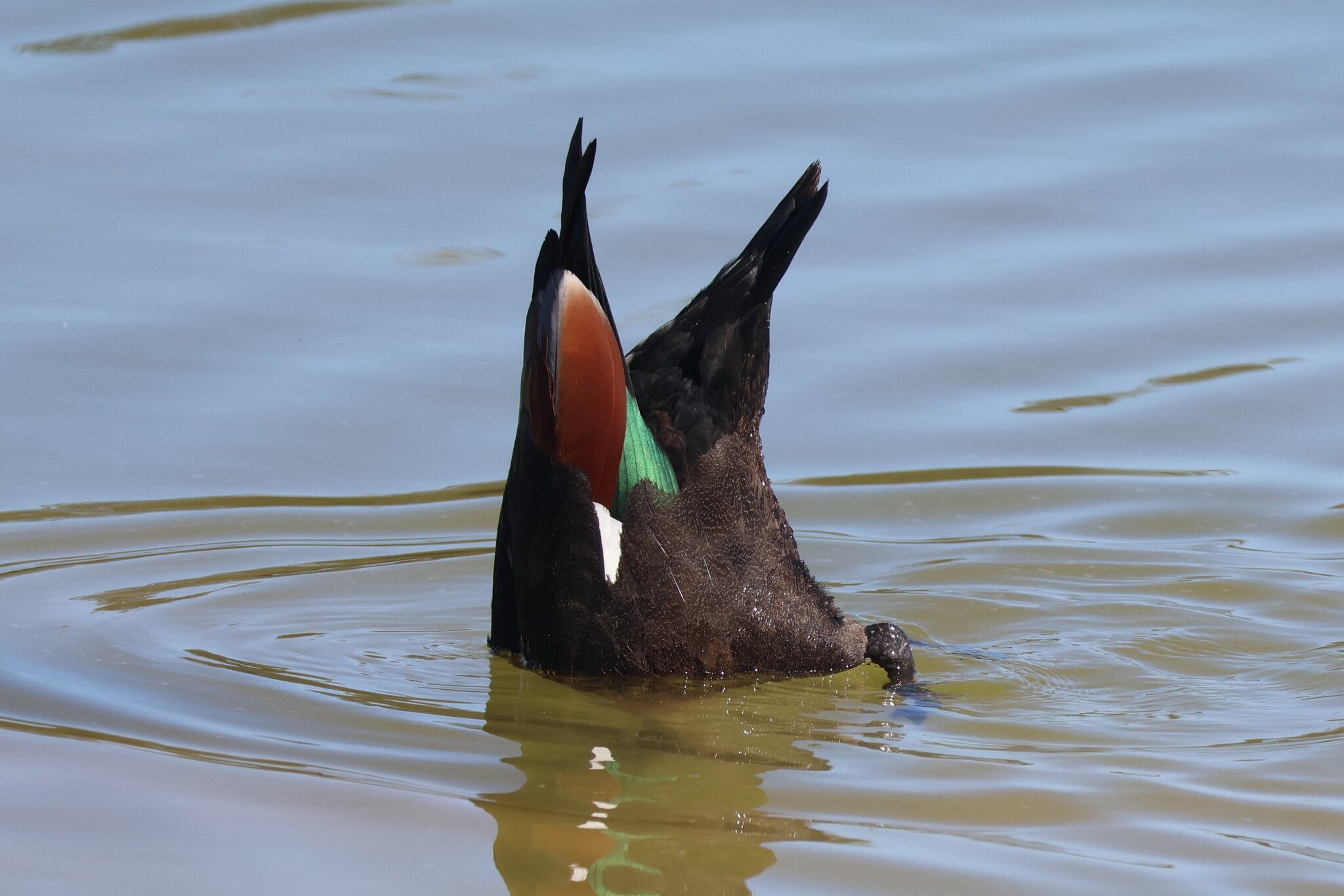 Australian Shelduck (Tadorna tadornoides), photo 5