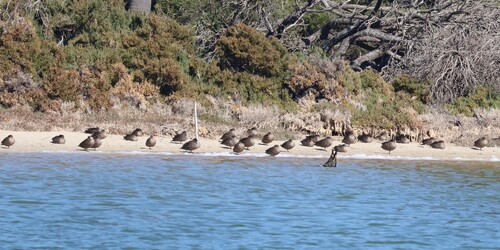 Grey Teal (Anas gracilis), photo 6