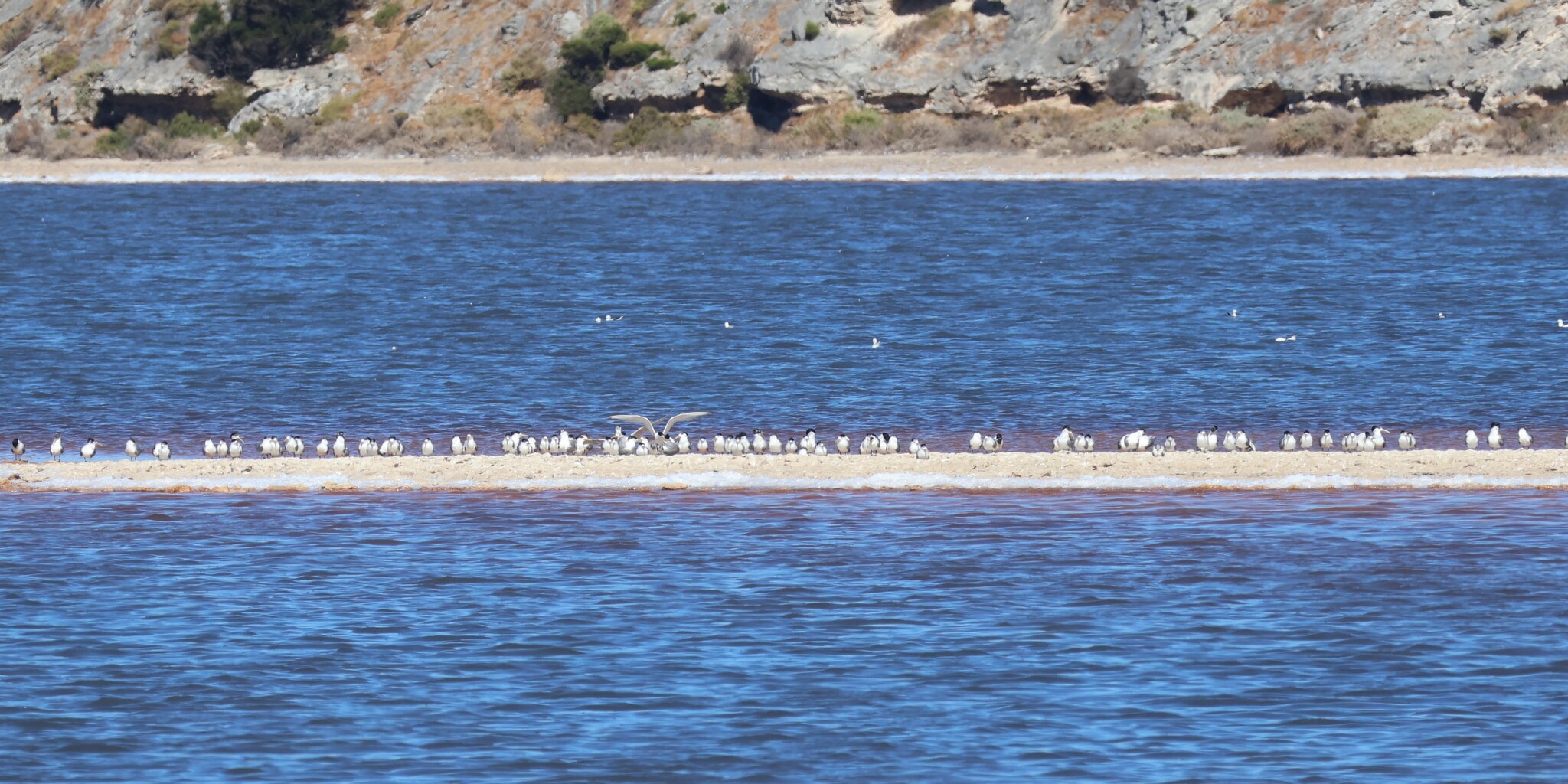 Greater Crested Tern (Thalasseus bergii), photo 8