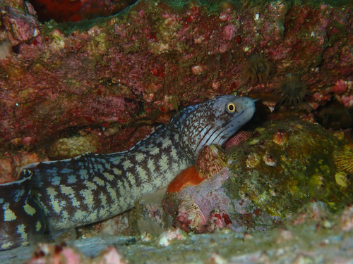 Kidako moray (Gymnothorax kidako) — Muraenidae — 5