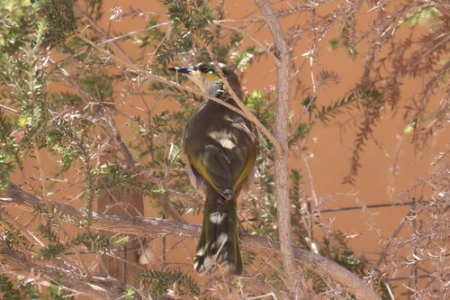 Singing Honeyeater (Gavicalis virescens), photo 2