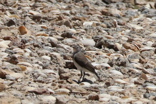 White-fronted Chat (Epthianura albifrons), photo 4