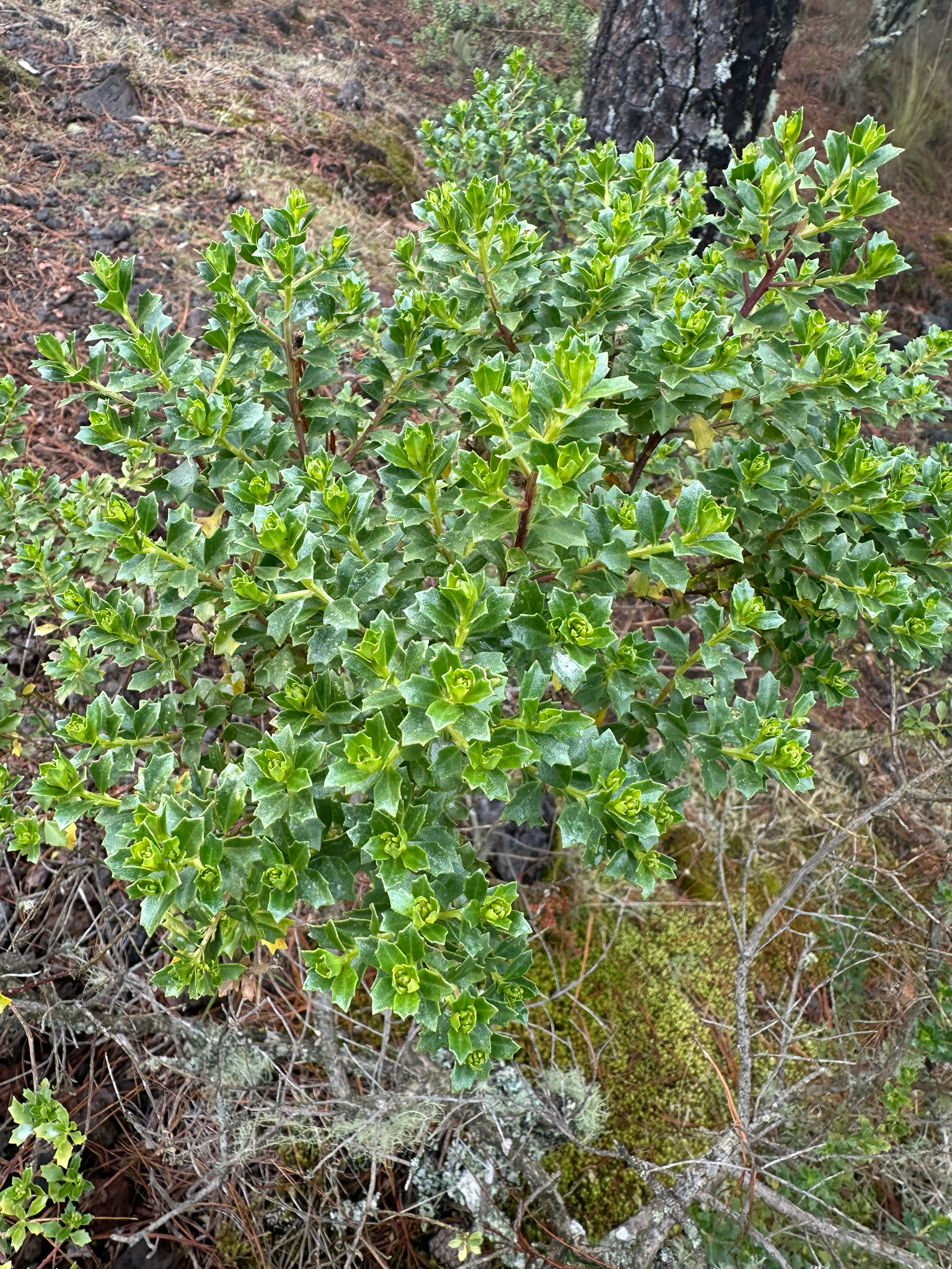 Chinese Brush (Baccharis conferta)