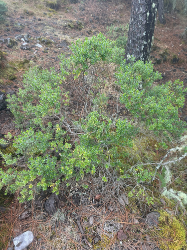 Baccharis conferta, photograph 4