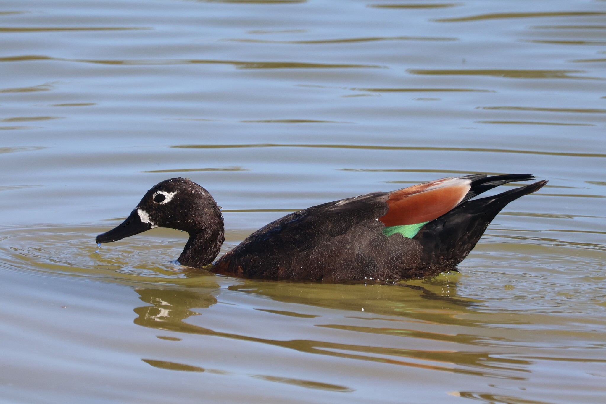 Australian Shelduck (Tadorna tadornoides), photo 6