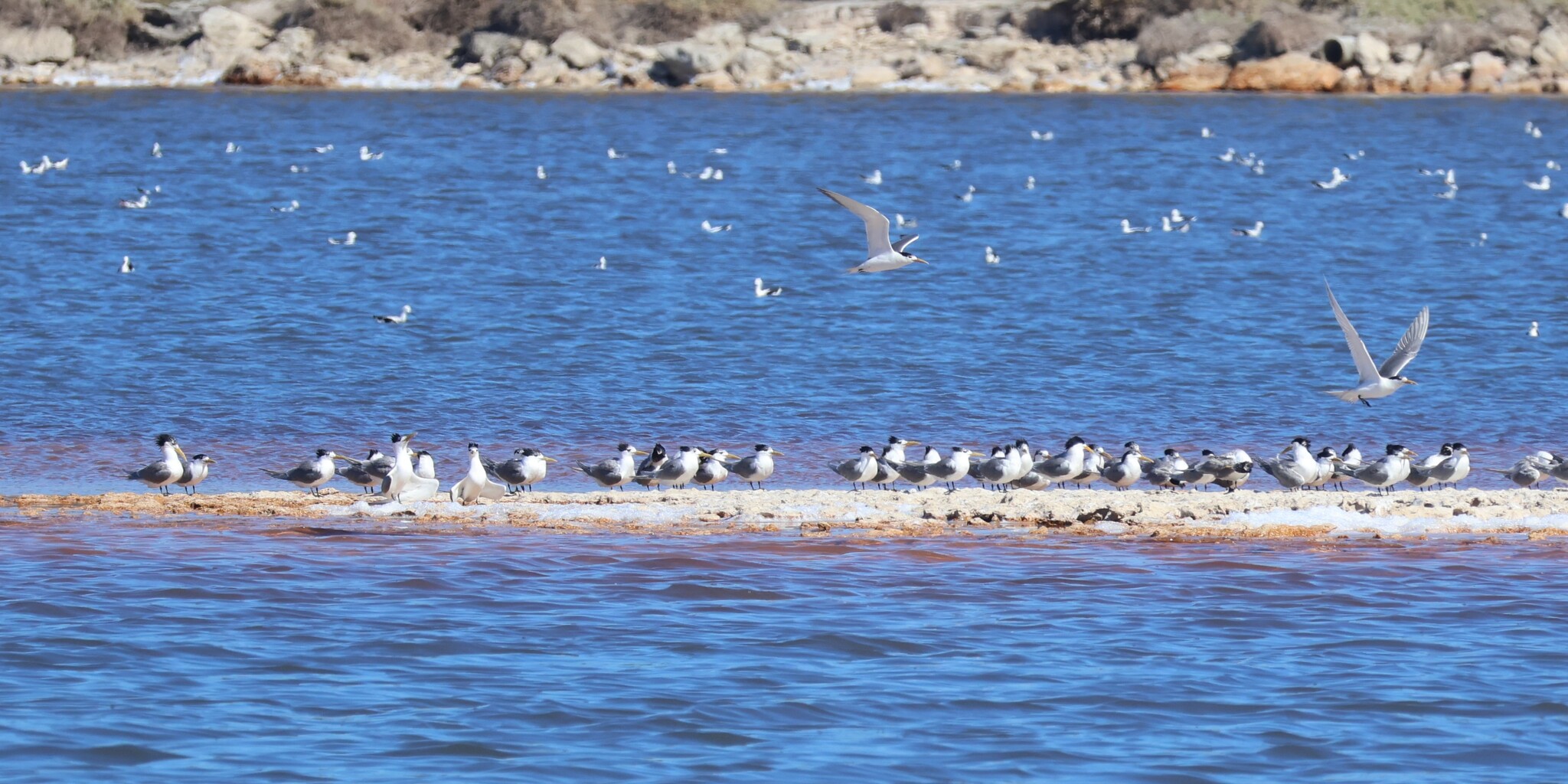 Greater Crested Tern (Thalasseus bergii), photo 9