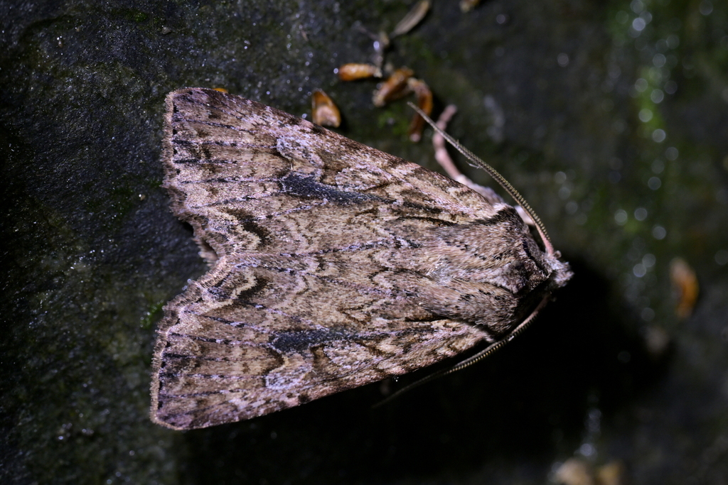 Ichneutica lindsayorum
