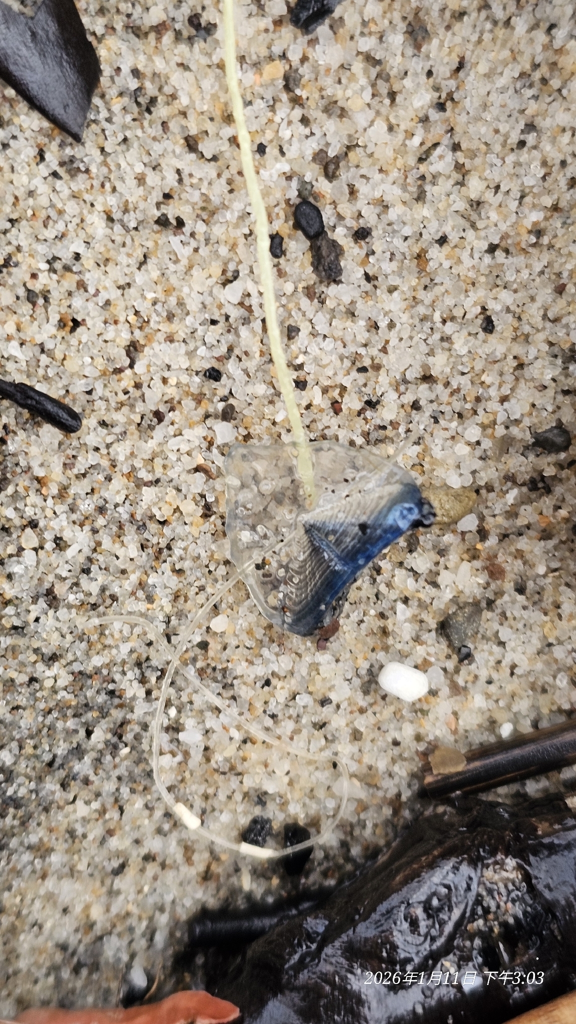 Velella velella (Linnaeus, 1758)