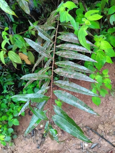 Ocotea guianensis, photograph 3