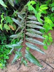 Ocotea guianensis, photograph (c) Guillaume Delaitre, some rights reserved (CC BY)