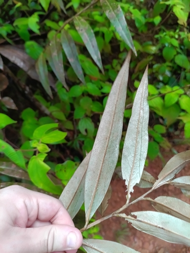 Ocotea guianensis, photograph 4