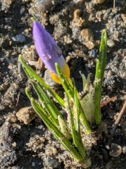 Crocus atticus, photograph (c) Marco Zaccaria Di Fraia, some rights reserved (CC BY)