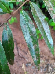 Ocotea guianensis, photograph (c) Guillaume Delaitre, some rights reserved (CC BY)