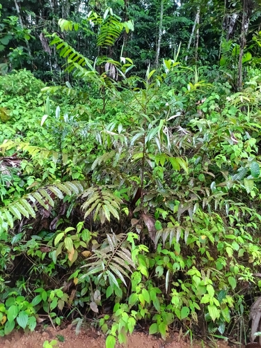 Ocotea guianensis, photograph 6