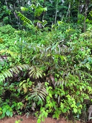 Ocotea guianensis, photograph (c) Guillaume Delaitre, some rights reserved (CC BY)