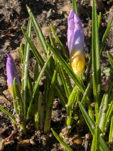 Crocus atticus, photograph 6