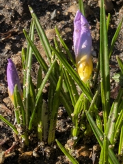 Crocus atticus, photograph (c) Marco Zaccaria Di Fraia, some rights reserved (CC BY)