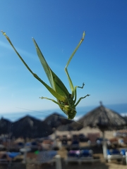 Philophyllia guttulata