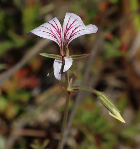 Long Butterfly Storksbill (Pelargonium longicaule)