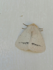 Phiala