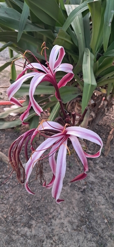 Giant Spider Lily (Crinum ×)