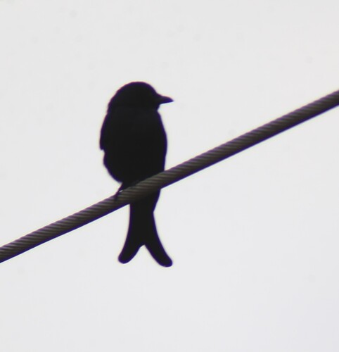 Black Drongo (Dicrurus macrocercus), photo 7