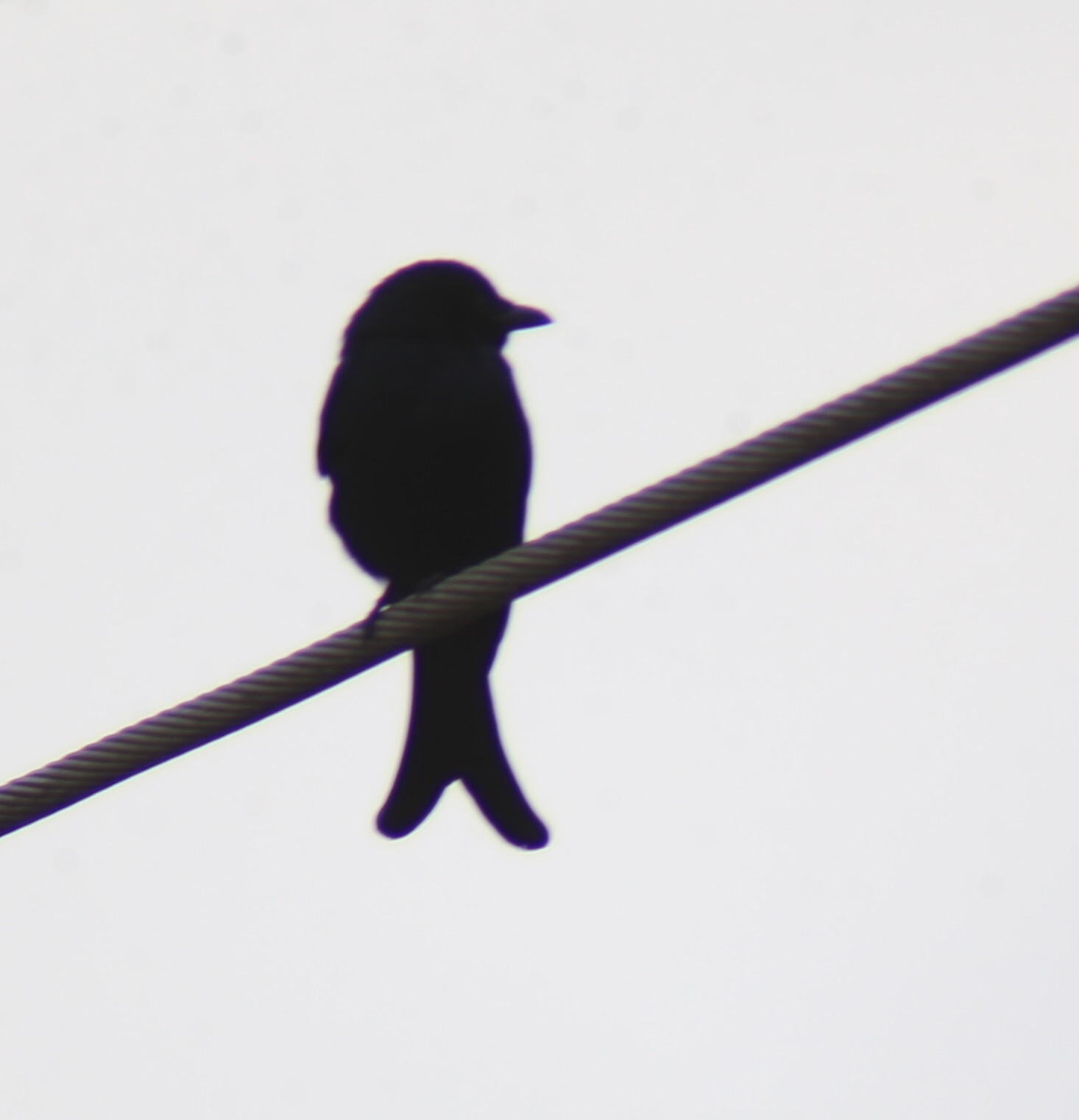 Black Drongo (Dicrurus macrocercus), photo 9