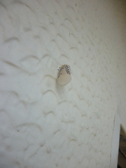 Poekilloptera phalaenoides