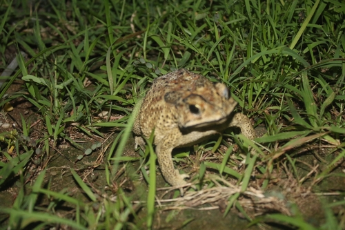 Duttaphrynus melanostictus