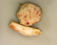 Aureoboletus citriniporus