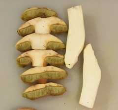 Aureoboletus citriniporus