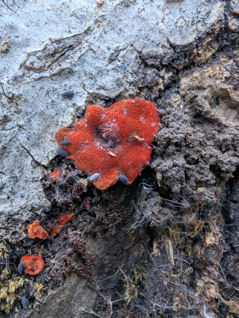 Trametes coccinea · January 2026 · photo: © atsushi_nakajima_cirque (iNaturalist, cc-by)