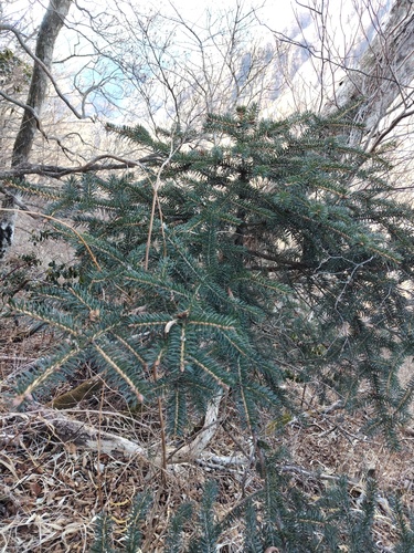 Picea torano iNat (3)