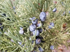 Juniperus