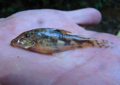 Scleromystax