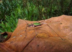 Xenicola