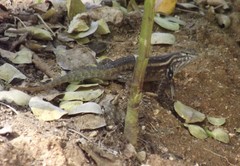 Sceloporus licki