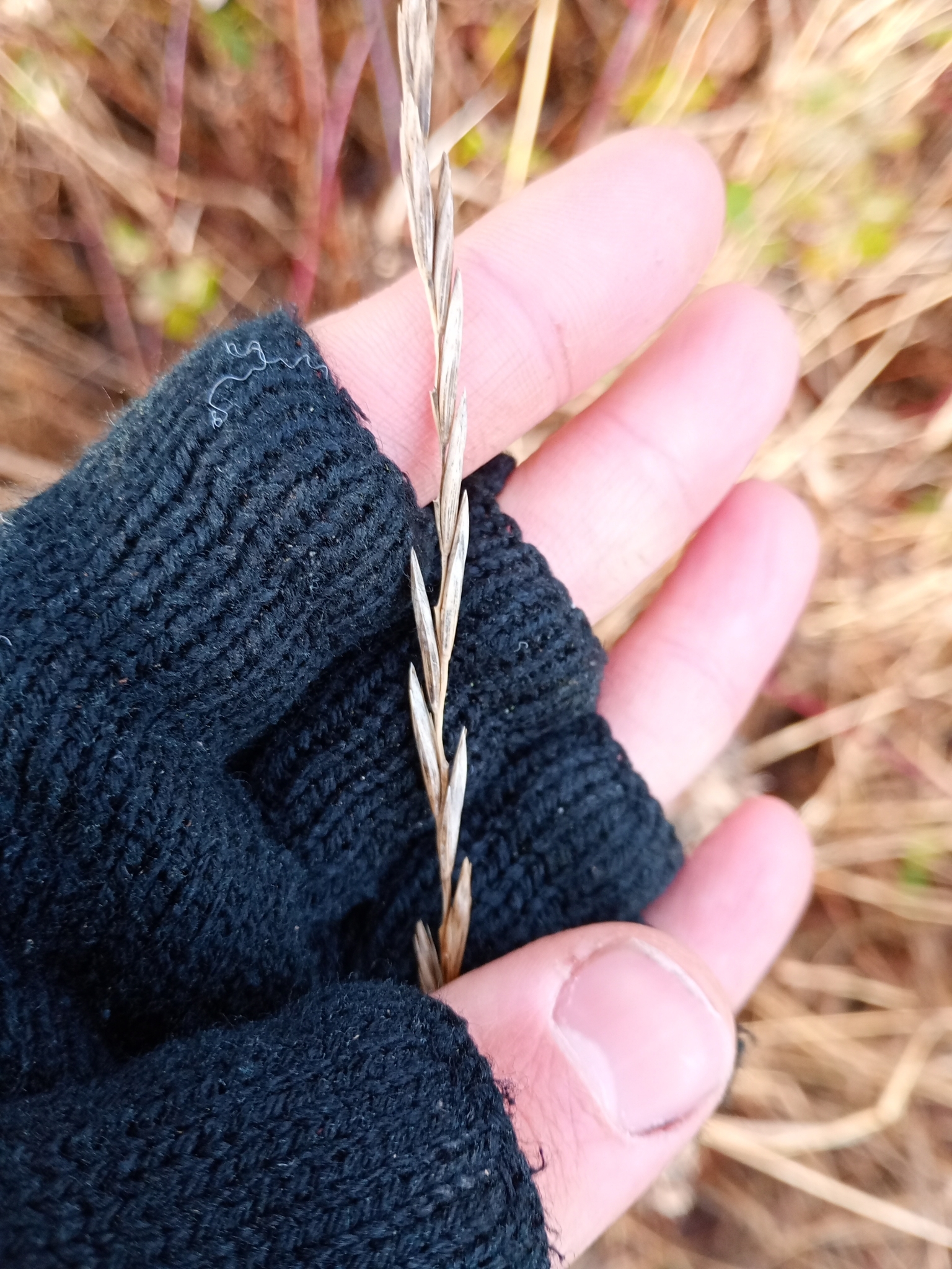 Imagem de Elymus repens