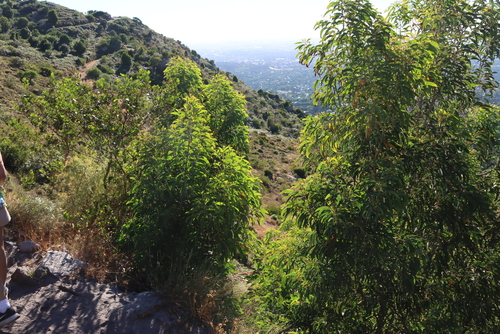 Acacia falciformis, photograph 6