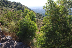 Acacia falciformis, photograph (c) Tony Rebelo, some rights reserved (CC BY-SA)