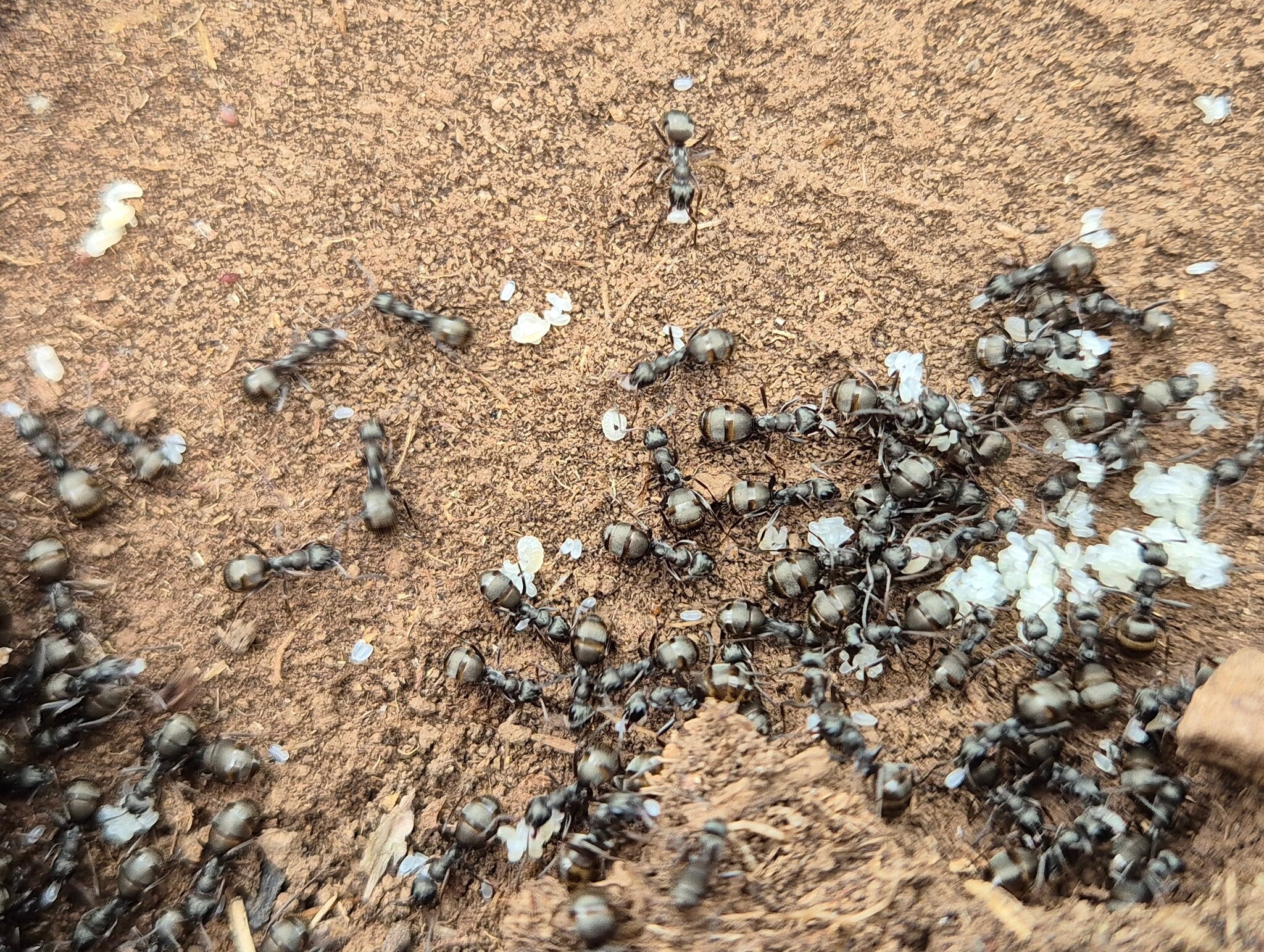 Formica cinereofusca