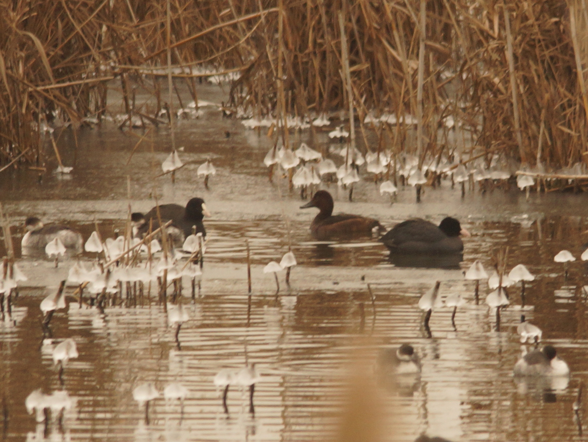 Ferruginous Duck (Aythya nyroca), photo 3