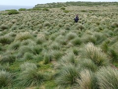 Poa litorosa