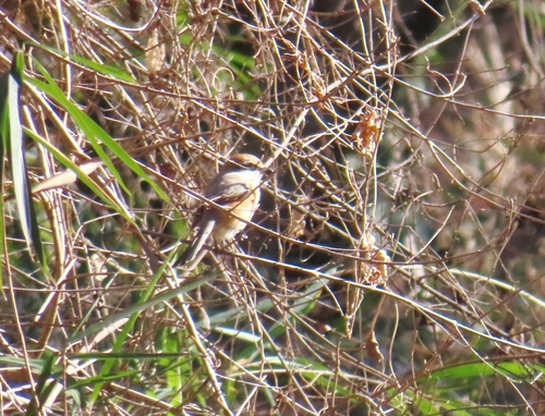 Bull-headed Shrike (Lanius bucephalus), photo 7