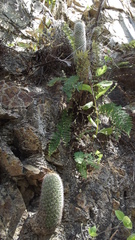 Mammillaria phitauiana