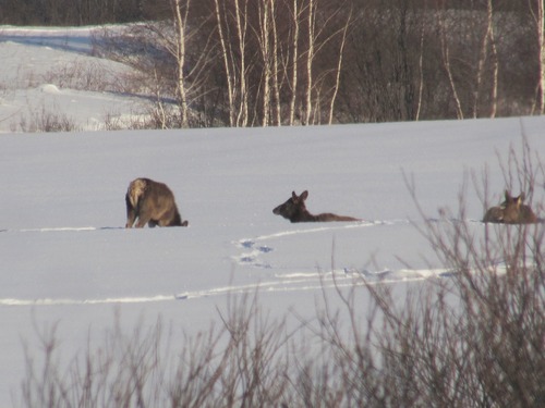 Алтайский марал observed by vladimir_teplouhov
