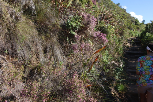 Hairyflower Heath (Erica hirtiflora)