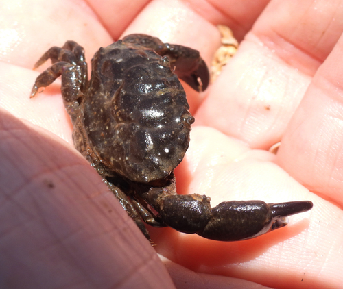 Leptodius exaratus observed 2026-01-14