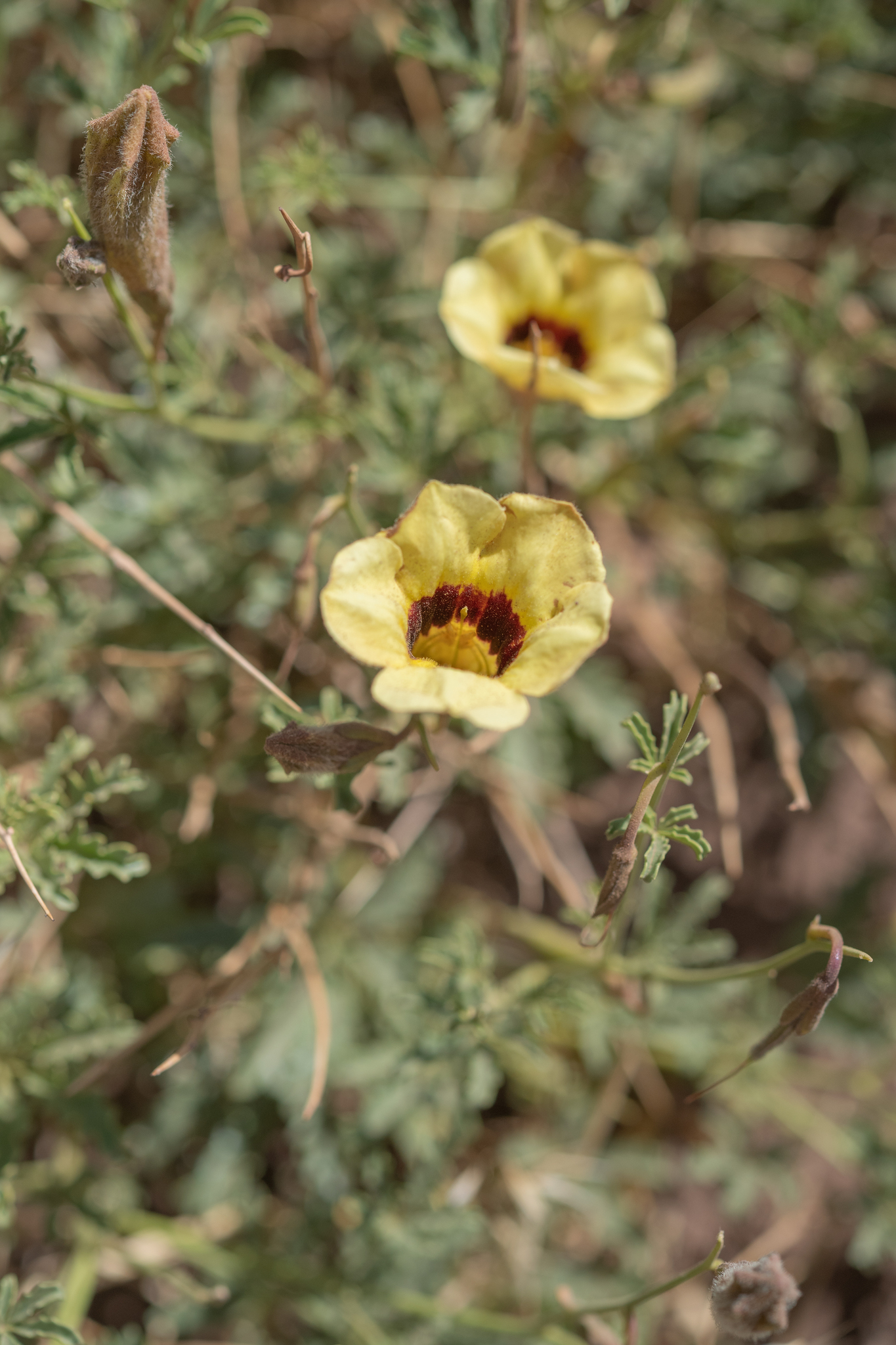 Argylia bustillosii