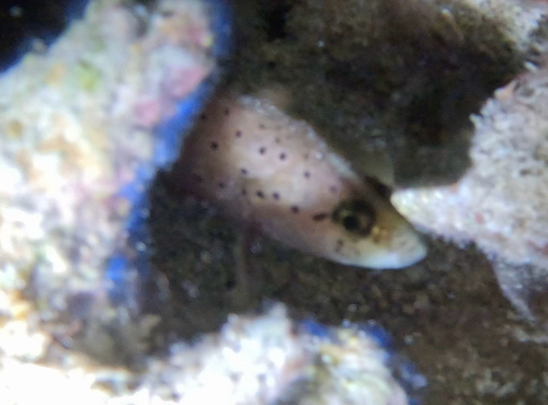 Soapfish (Rypticus subbifrenatus) — Serranidae